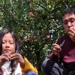 Sisi edukatif wisata petik apel Malang, Kebun8 Batu, Wisata Batu Malang, Agrowisata Apel, Harga tiket petik apel, Bumi Aji Malang, Jenis Apel Malang, Liburan Edukasi Keluarga