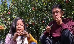 Sisi edukatif wisata petik apel Malang, Kebun8 Batu, Wisata Batu Malang, Agrowisata Apel, Harga tiket petik apel, Bumi Aji Malang, Jenis Apel Malang, Liburan Edukasi Keluarga